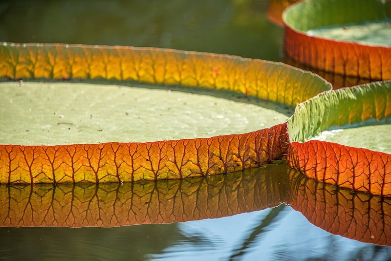 Sacred Lotus